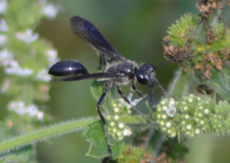 Isodontia mexicana, Sphecidae